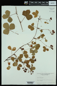 Rubus hispidus image