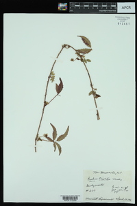 Rubus trivialis image