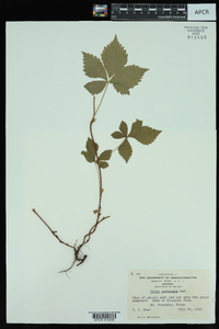 Rubus pubescens image