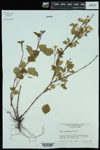 Rubus vermontanus image