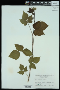 Rubus flagellaris image