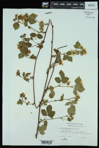 Rubus flagellaris image