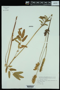 Sanguisorba canadensis image