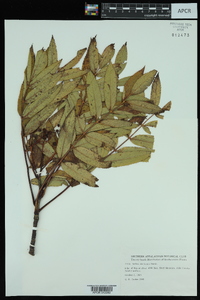 Sorbus americana image