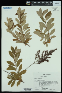 Spiraea tomentosa image