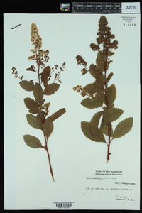 Spiraea latifolia image