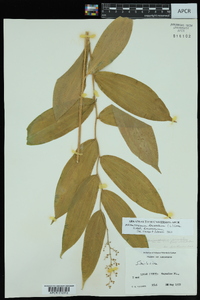 Maianthemum racemosum subsp. racemosum image