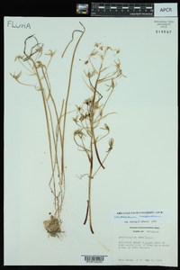 Ornithogalum umbellatum image