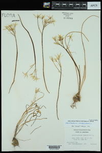 Ornithogalum umbellatum image