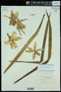 Yucca flaccida image