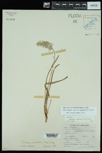 Camassia scilloides image