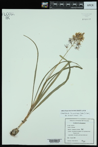 Camassia scilloides image