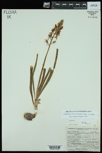 Camassia scilloides image