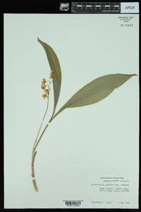 Convallaria majalis var. montana image