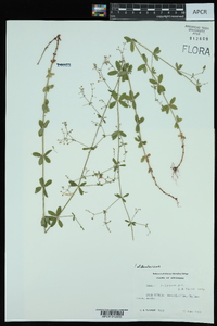 Galium pilosum image