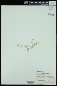 Galium concinnum image