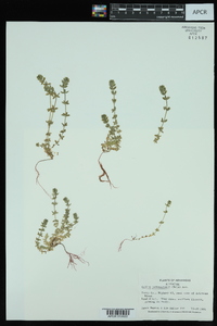 Cruciata pedemontana image