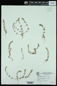 Cruciata pedemontana image