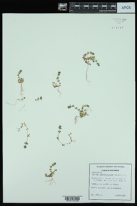 Cruciata pedemontana image