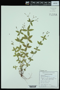 Galium pilosum image