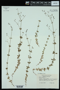 Galium pilosum image