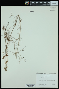 Galium pilosum image