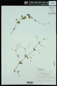 Galium pilosum image