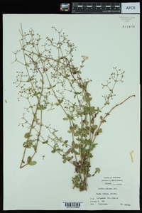 Galium pilosum image