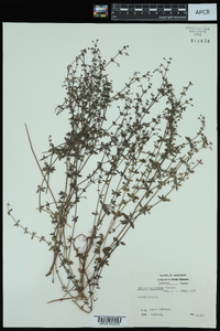 Galium hispidulum image