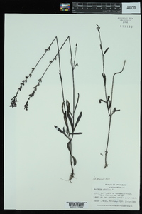 Buchnera americana image