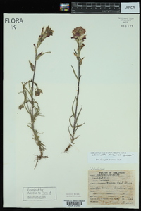 Castilleja indivisa image