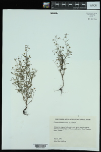 Chaenorhinum minus image