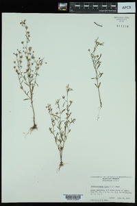 Chaenorhinum minus image