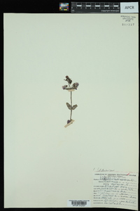 Collinsia violacea image