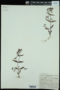 Collinsia violacea image