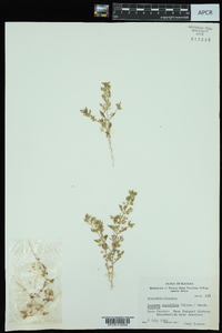 Leucospora multifida image