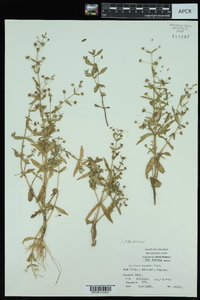 Gratiola neglecta image