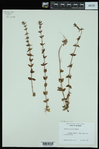 Gratiola pilosa image