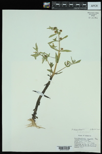 Gratiola virginiana image