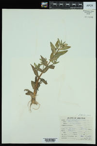 Gratiola virginiana image