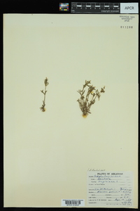 Gratiola virginiana image