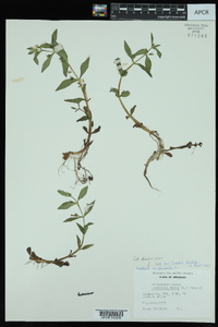 Gratiola virginiana image