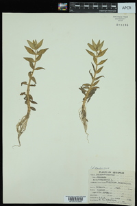 Gratiola virginiana image