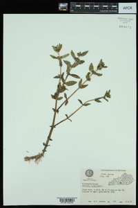 Gratiola virginiana image