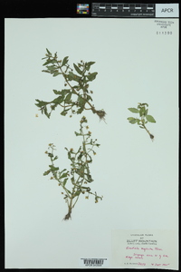 Gratiola neglecta image