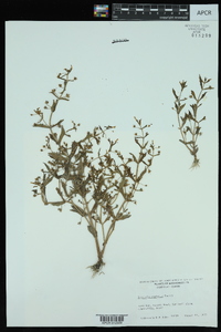 Gratiola neglecta image