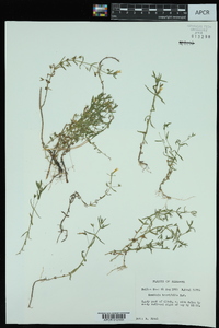 Gratiola brevifolia image