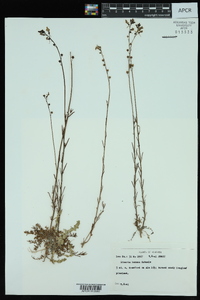 Nuttallanthus texanus image