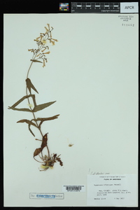 Penstemon arkansanus image