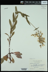 Penstemon arkansanus image